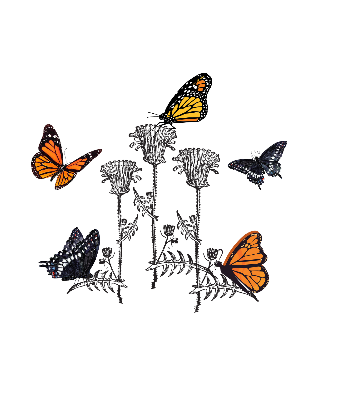Butterfly + Milkweed