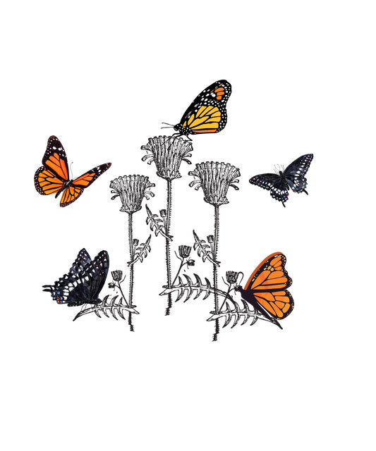 Butterfly + Milkweed